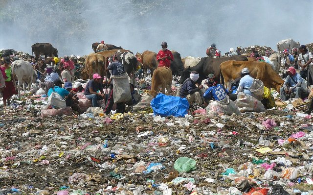 dump dwellers sift through garbage along with scavenging cattle